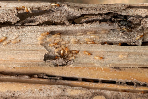 Best Local Pest Control Services  in Oak Hills Pce, LA