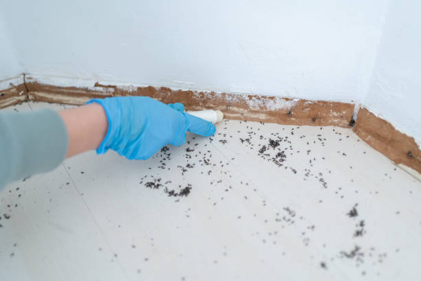 Best Termite Control Services  in Oak Hills Pce, LA